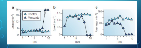 <p>speed and latency (how long it takes to start appraoching.) not quickly effected, but the rate of lever pressing is quickly impacted because pimozide animals decide quickly that lever pressing is not leading to a reward</p><p></p><ul><li><p>If dopamine only caused <em>pleasure</em> (“liking”), then the rat should immediately lose interest once dopamine is blocked.<br>→ But that’s <strong>not</strong> what happens.</p></li><li><p>Instead, the rats initially act as if they <em>still expect</em> the reward — but gradually lose the <strong>motivation</strong> to keep working for it.<br>→ This suggests dopamine is more about <strong>“wanting” or incentive motivation</strong>, not the pleasure itself.</p></li></ul><p></p>