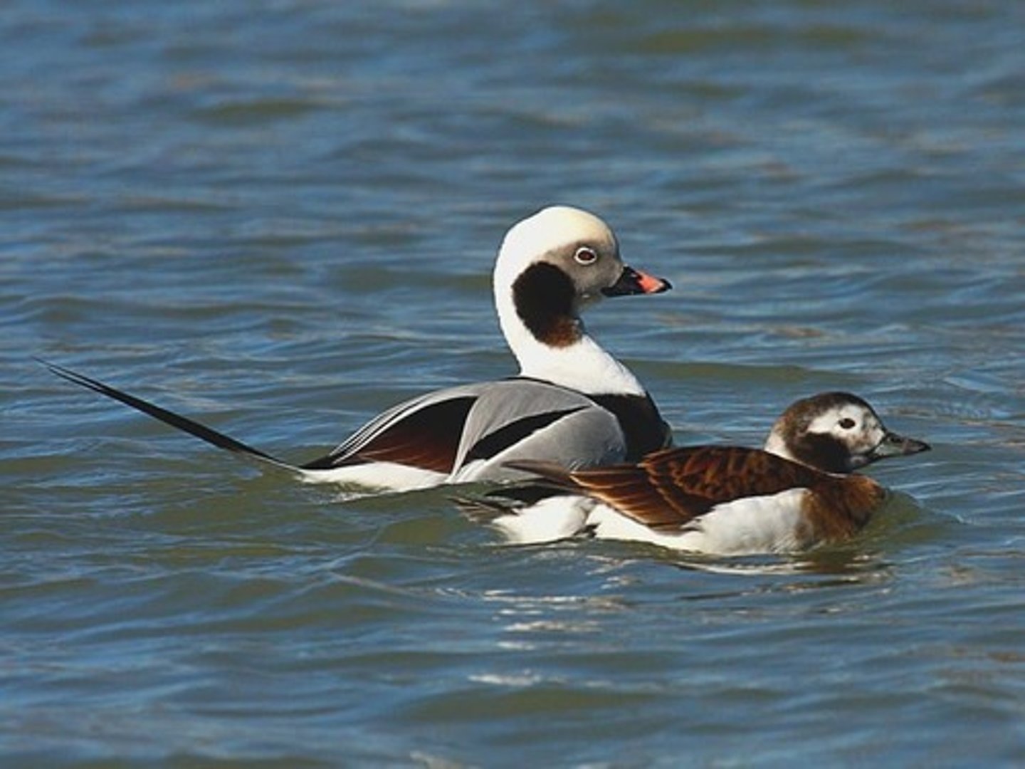 <p>c<span style="background-color: transparent;">arnivore, upland ground nester, almost never have in LA,&nbsp;</span></p>