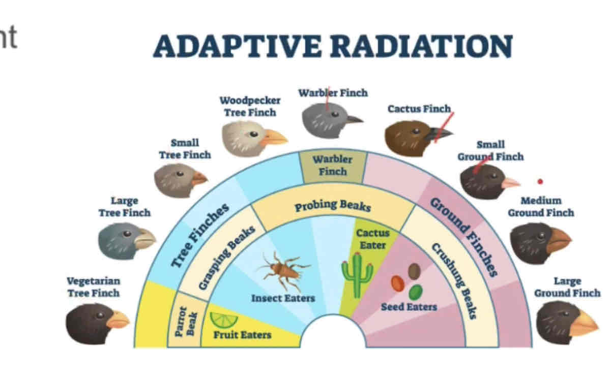 <p>Adaptive radiation</p>