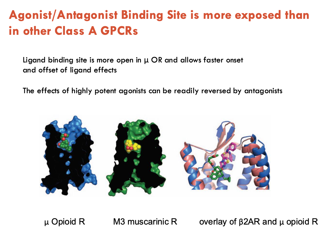<p>Ligand binding is more open in μOR → allows faster onset and offset of ligand effects</p><ul><li><p>effects of highly potent agonists (e.g. morphine, codeine, heroin) can be readily reversed by antagonists</p></li></ul><p></p>