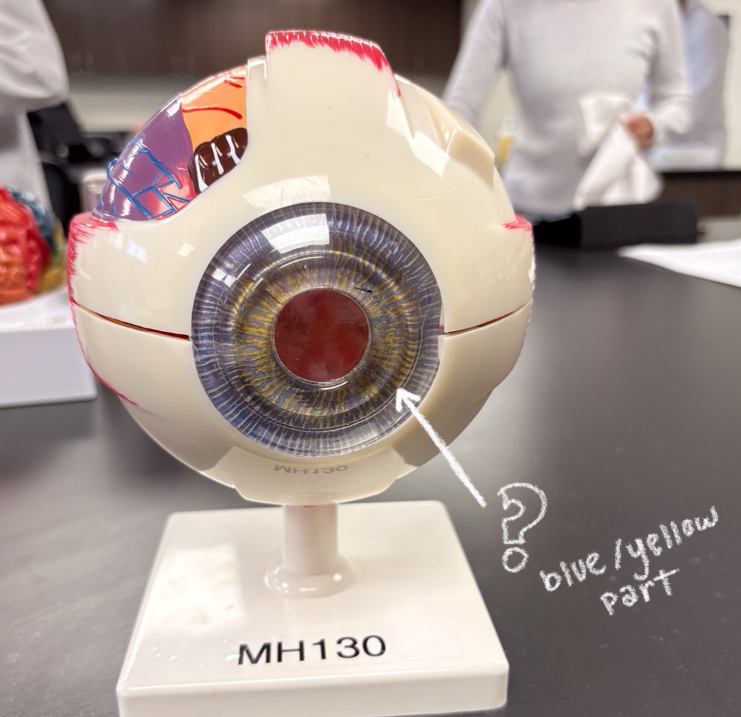 <p>colored part of eye</p>