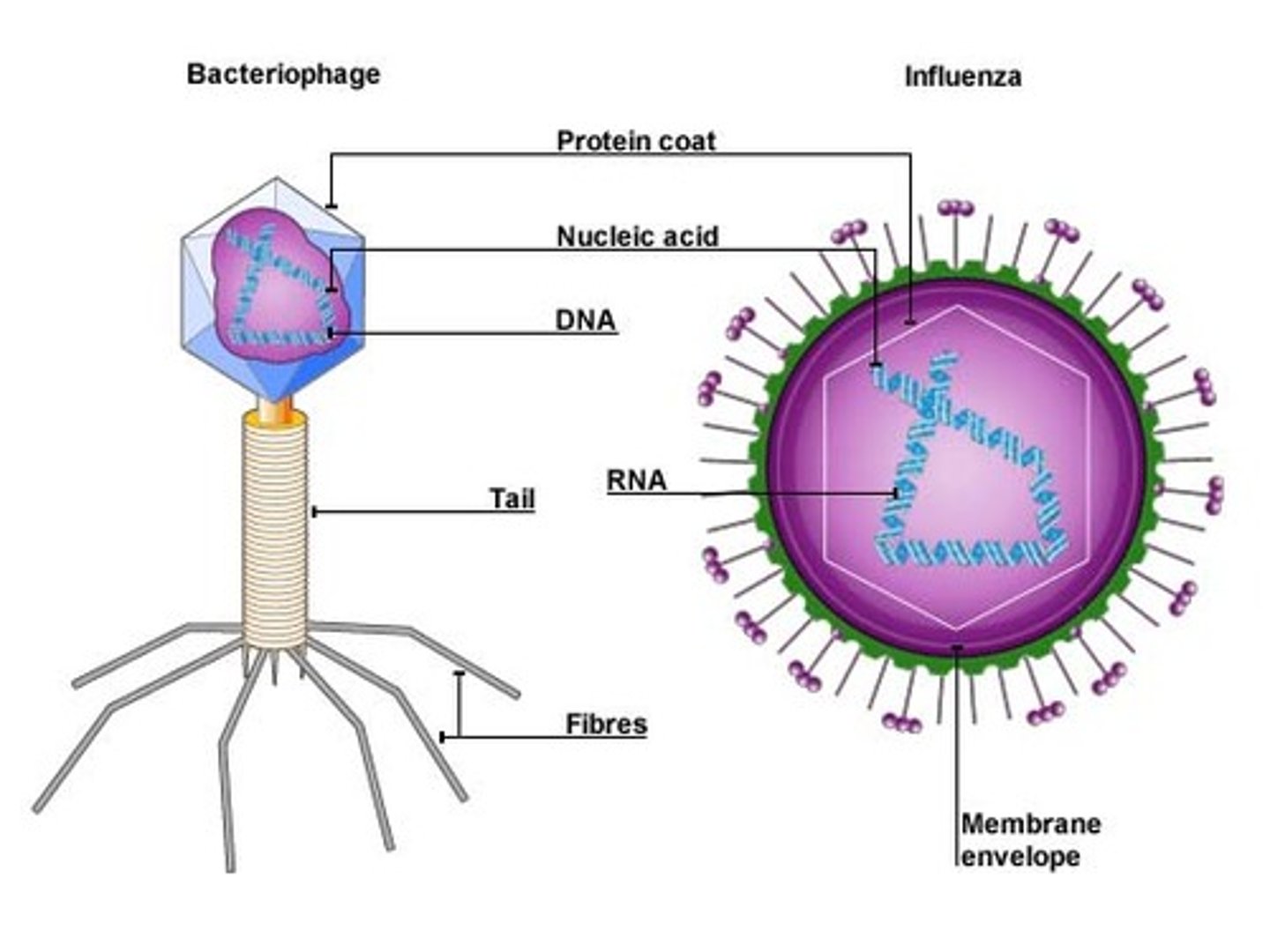 <p>They are acellular and non-living structures which require a host cell to survive: 'intracellular obligatory parasites'. Viruses are essentially genetic material surrounded by a protein coat.</p>