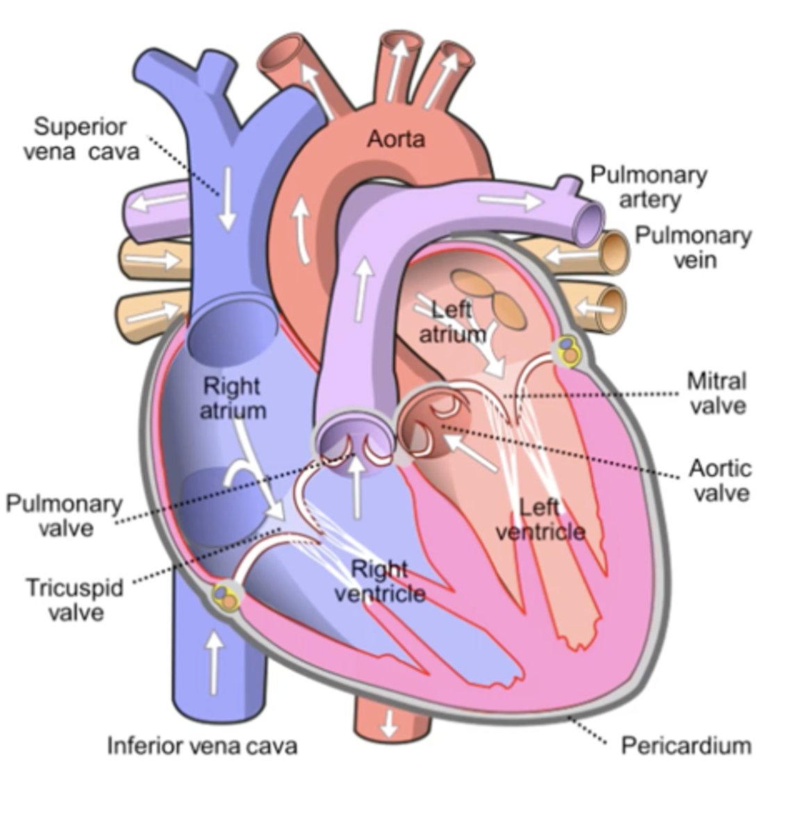 <p>1. Deoxygenated blood from the body returns to the right atrium via the superior and inferior vena cava. SA Node Triggers contraction</p><p>2. It passes through the Tricuspid Valve into the Right Ventricle, AV Node Triggers contraction which pumps it through the Pulmonary Valve into the Pulmonary Artery (blue = deoxygenated, still an ARTERY) and then to the Lungs to get oxygen and to release CO2.</p><p>3. Oxygenated blood returns from the lungs via the Pulmonary Veins (red = oxygenated, still a VEIN — returns blood TO heart) to the Left Atrium, then flows through the Mitral Valve into the Left Ventricle.</p><p>4. The Left Ventricle contracts and ejects this oxygen‑rich blood through the Aortic Valve into the Aorta, which distributes it to the rest of the body (SYSTEMIC), completing the body‑heart‑lungs‑heart‑body loop.</p><p>Key concept: Arteries carry blood AWAY from the heart; Veins bring blood BACK — regardless of oxygen content. The heart itself only SQUEEZES — it's the VALVES that direct blood flow</p>