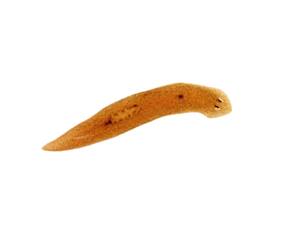 <p>planaria </p>