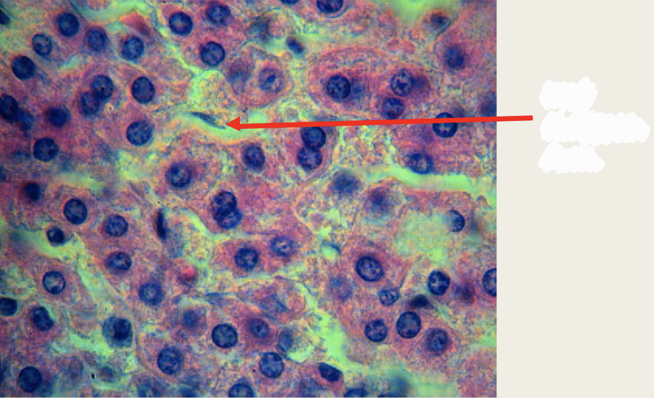 <p>Identify the structures</p>