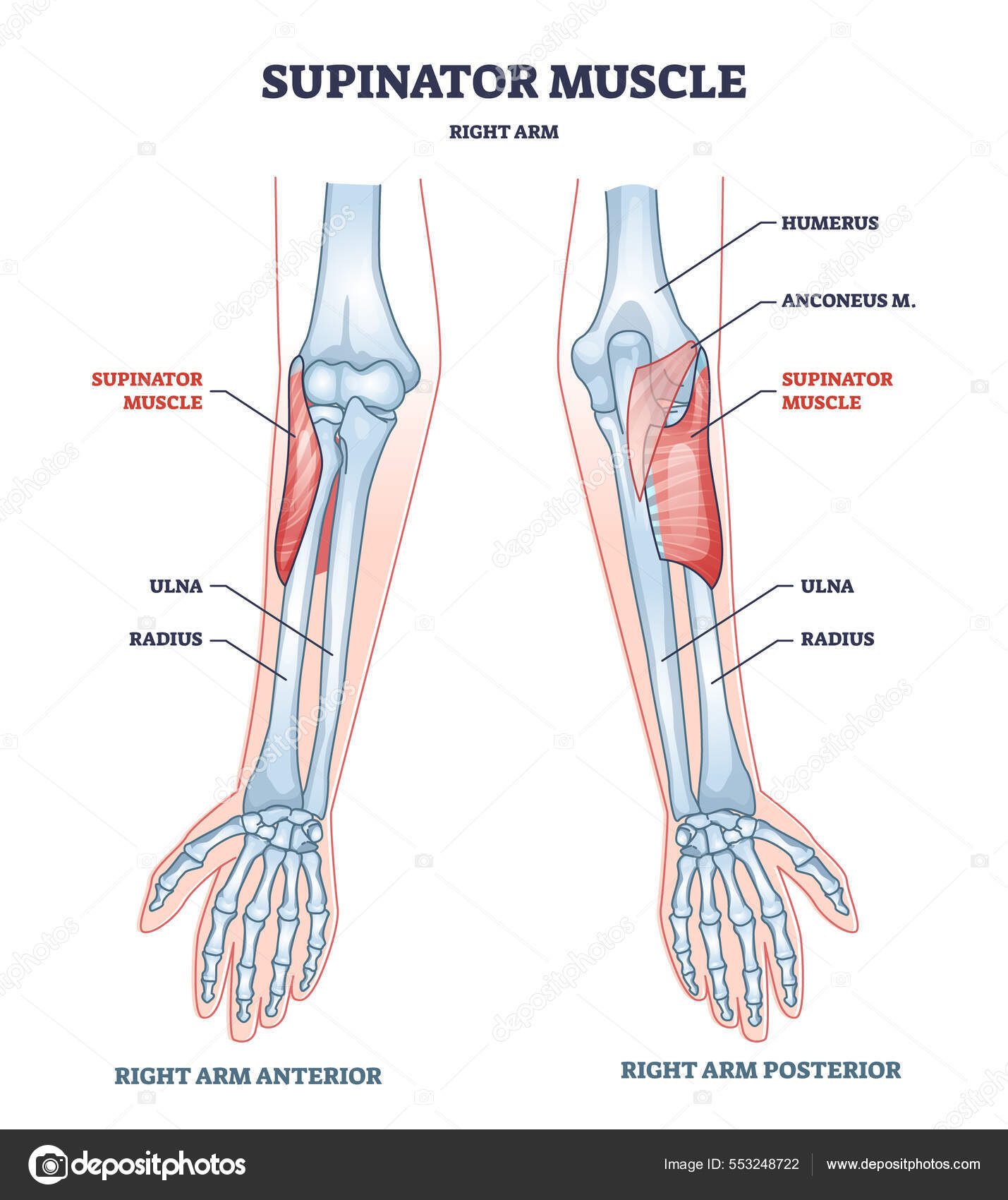 <p>Supinator</p>