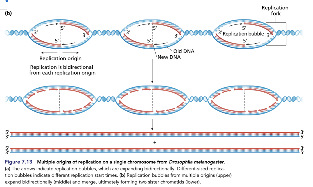<p>DNA replication begins at one or more origin of replications </p><ul><li><p>in eukaryotes, each chromosome typically has multiple ori </p></li><li><p>human genome contains more than 50,000 ori </p></li></ul>