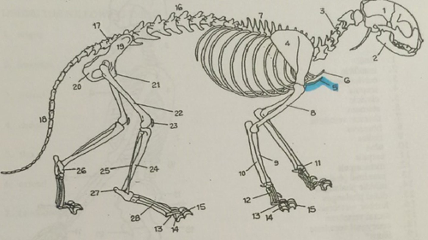 <p>tail vertebra</p>