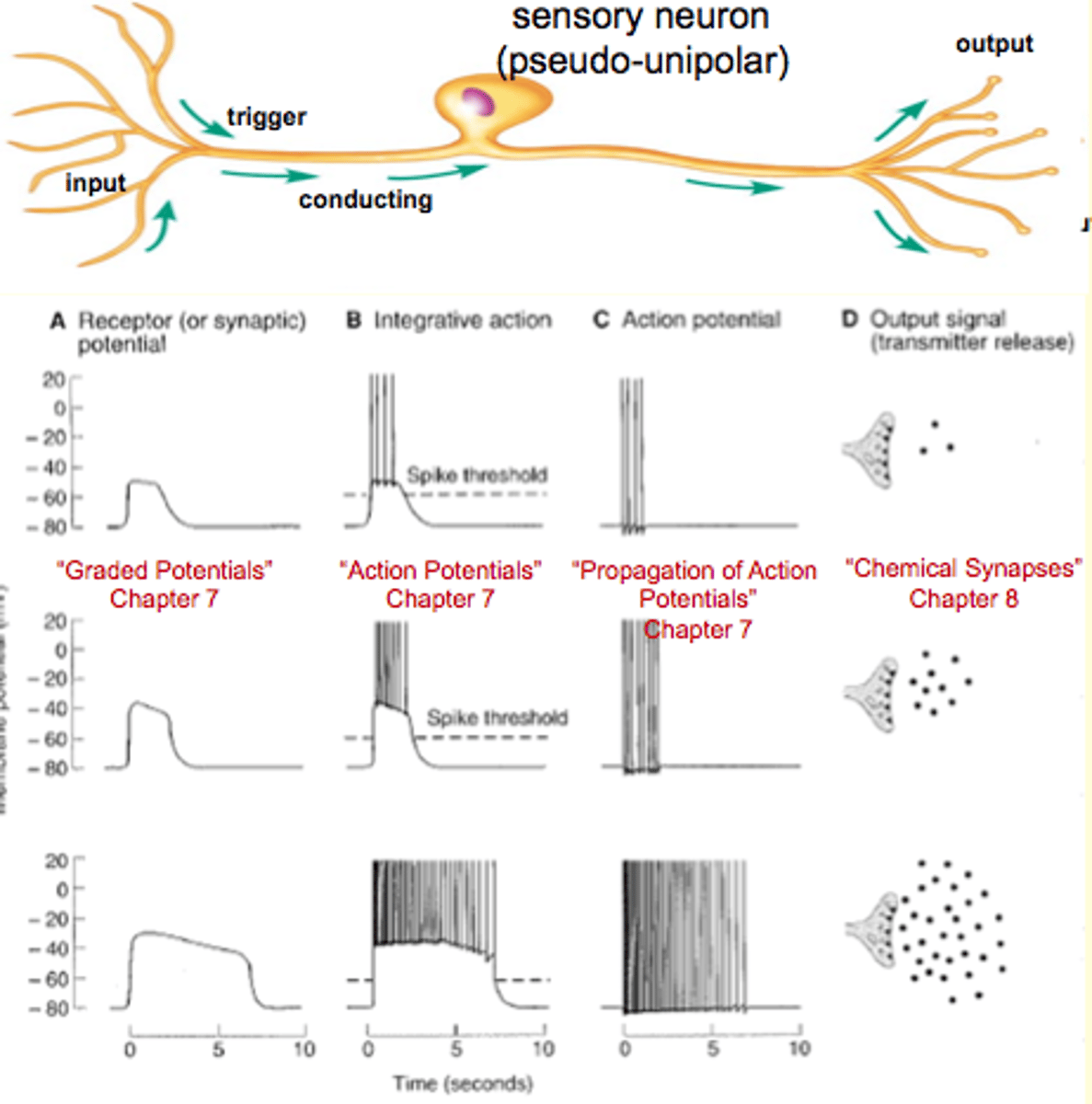 <p>Input = Receptor = synaptic potential</p><p>Triggor region = axon hillockk = action potential</p><p>Conductial region = no potential</p><p>Output signal =</p>