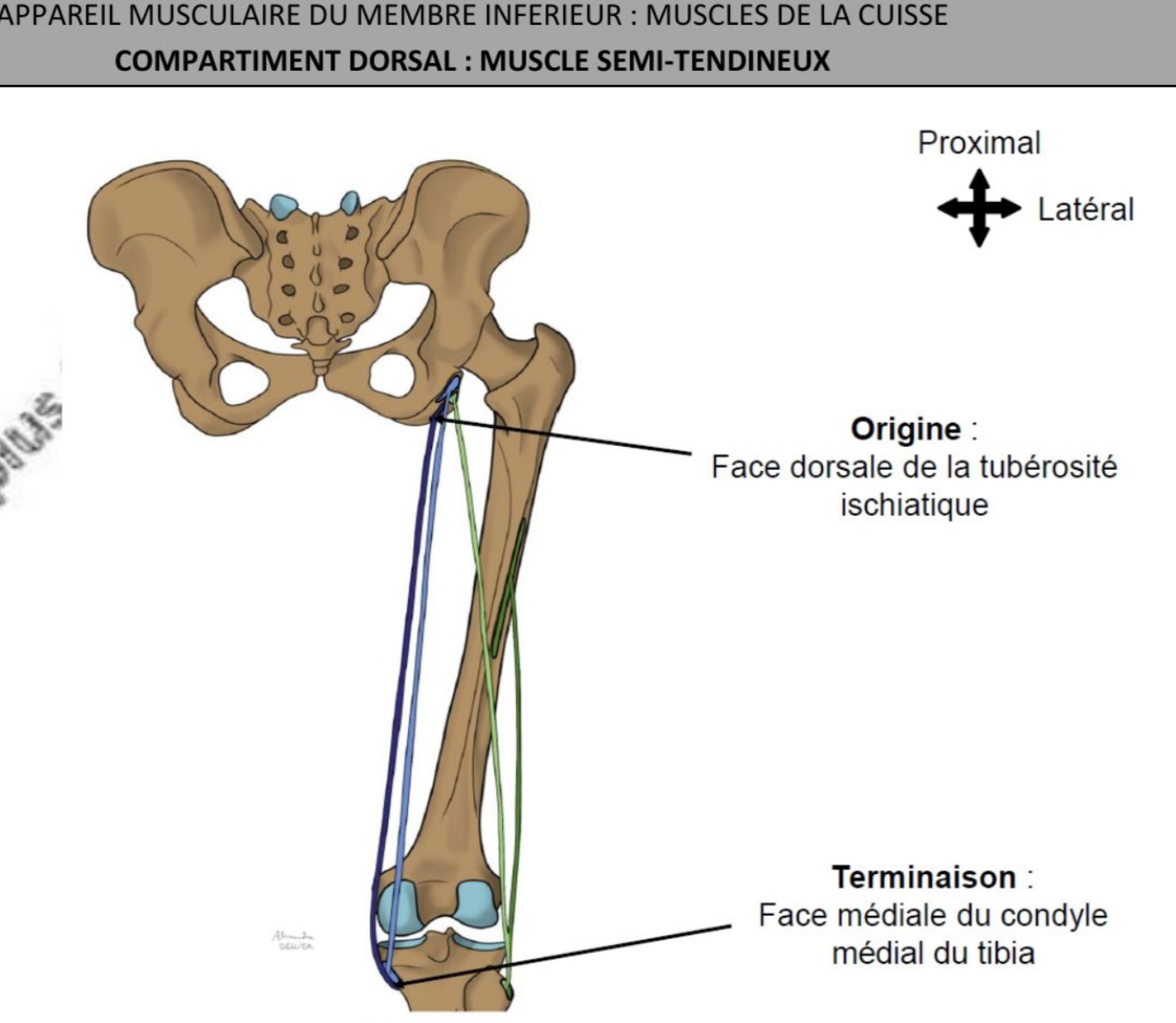 <ul><li><p>médiale, + superficiel, bord médiale &amp; proximal de la fosse poplitée avec semi-membraneux</p></li><li><p>muscle bi-articulaire: os coxal du tibia</p></li><li><p>face dorsale de la tuberosité ischiatique de l’os coxal</p></li><li><p>face médiale du tibia sous le condyle médial</p></li></ul><p></p>
