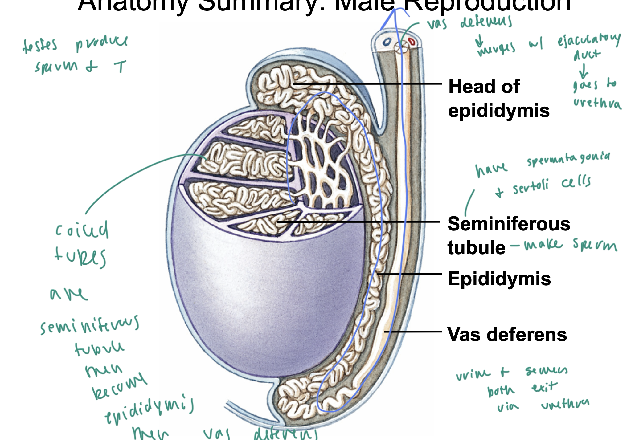 <ul><li><p>coiled tubes are the seminiferous tubules, which make sperm</p></li><li><p>they then merge into the epididymis, which then merges into the vas deferens</p></li><li><p>the seminiferous tubules have both sertoli cells and spermatogonia</p></li></ul><p></p>