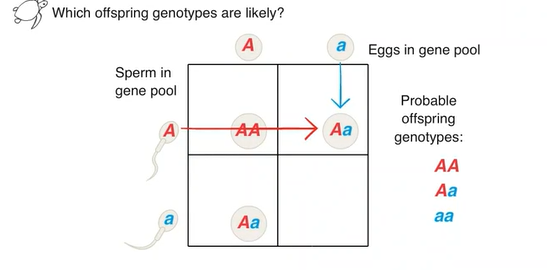 Heterozygote Offspring