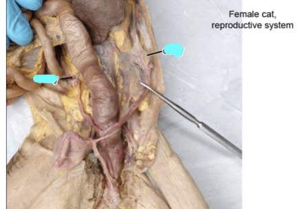 <p><strong>blue line</strong></p>