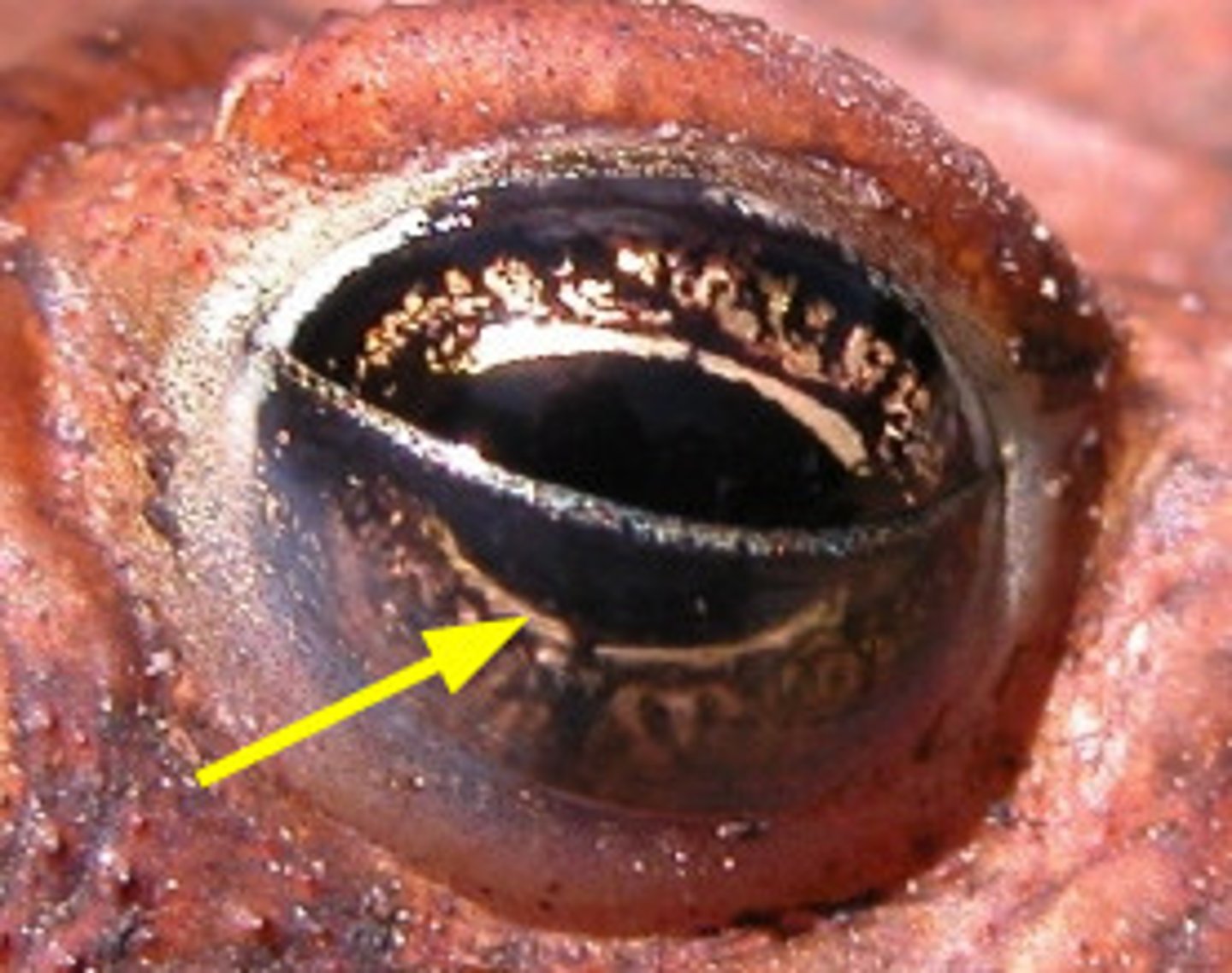 <p>transparent eyelid that can move across the eye to protect it underwater, especially during feeding</p><p>-position of lens changes like in a camera</p>