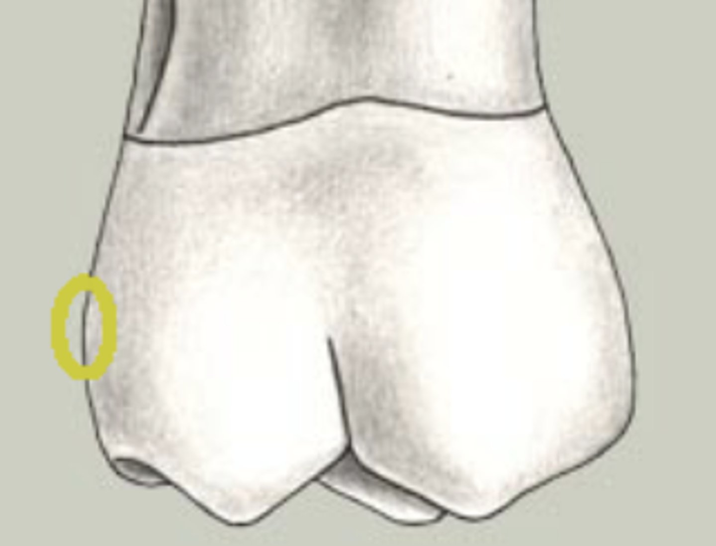 <p>middle third</p>