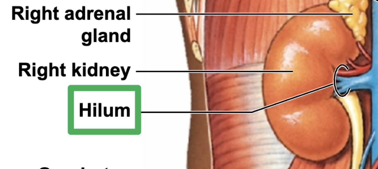 <p>threshold at which renal artery, renal vein, and ureter enter/exit the kidney</p>