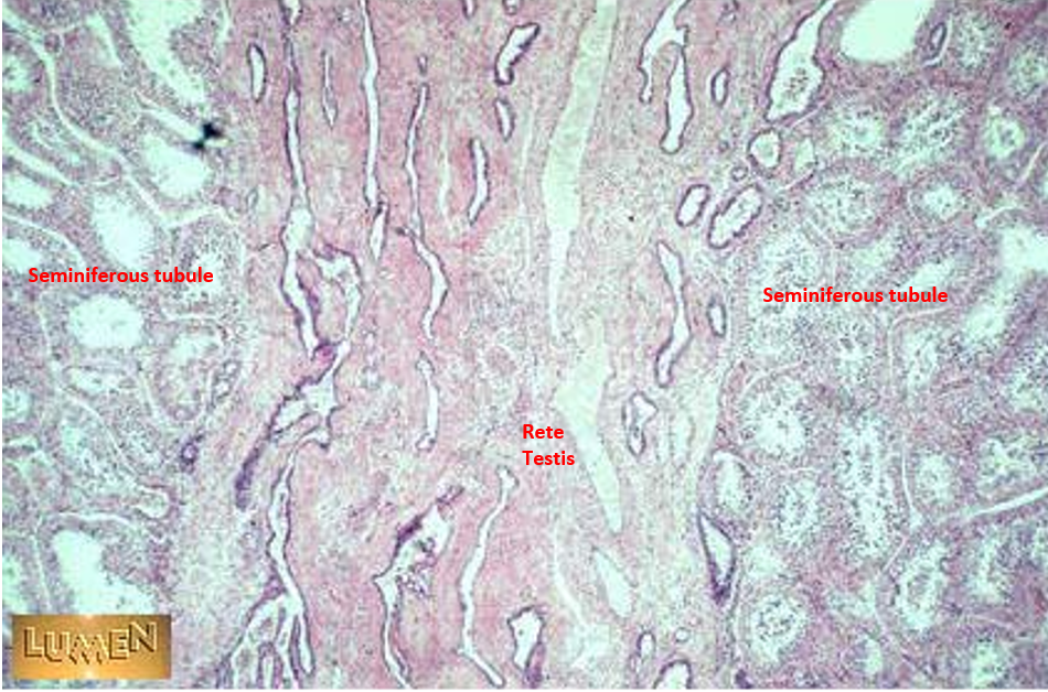 <p>Seminiferous tubules and rete testis.</p>