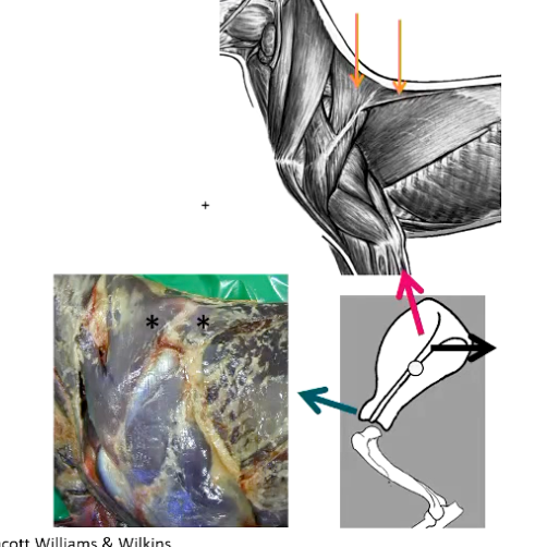 <p><strong>• Origin </strong>= cervical & thoracic vertebrae</p><p><strong>• Insertion</strong> = proximal scapular spine</p><p></p><p>• 2 parts - cranial and caudal</p><p></p><p>• Located proximal to limb</p><p>• Proximal to pivotal point</p><p><strong>• Function :</strong></p><ul><li><p>ABDUCTION of the limb</p></li><li><p>( Also protraction)</p></li></ul><p></p>