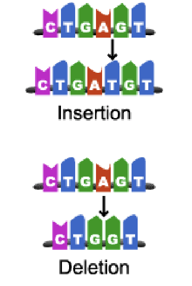 <p>frame-shift mutations</p>