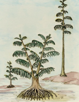 <p><strong>Pteridospermales:</strong> seed fern and incredibly diverse</p><p><strong>Cordaitales:</strong> priminitive and conifer-like</p>