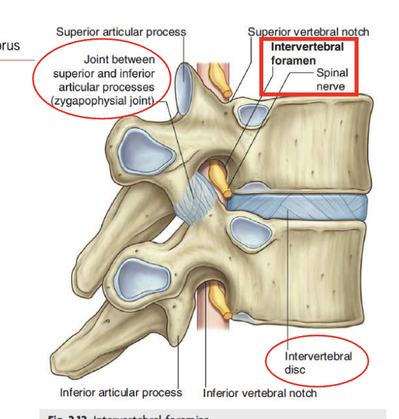 <p>Zygophageal Joint</p>