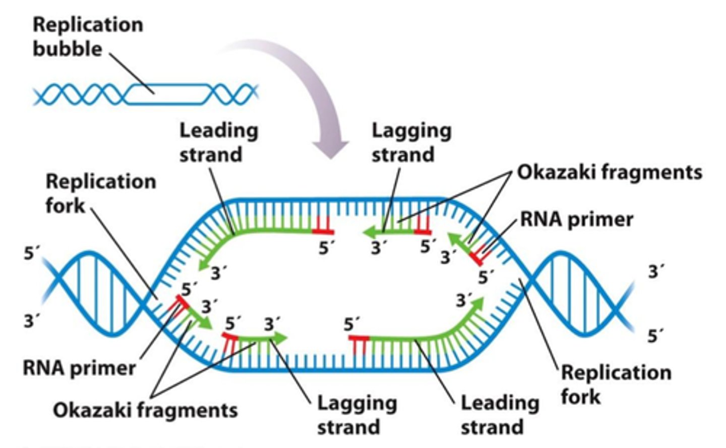 <p>This short RNA-DNA hybrid within the transcription bubble helps stabilize the RNA and prevents it from falling off prematurely</p>