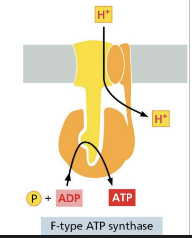 <p>work in reverse of Vtype (synthesize ATP using H+ gradient)</p>