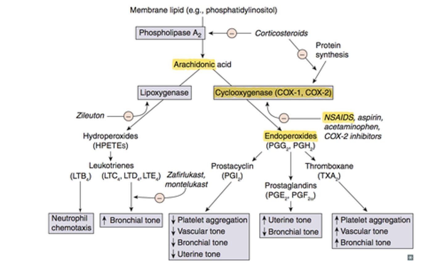<p>1. inhibit COX (less prostaglandins and thromboxanes)</p><p>2. inhibits phospholipase A2 (inhibits arachidonic acid release)</p><p>3. inhibits lipoxygenase (less leukotrienes)</p>