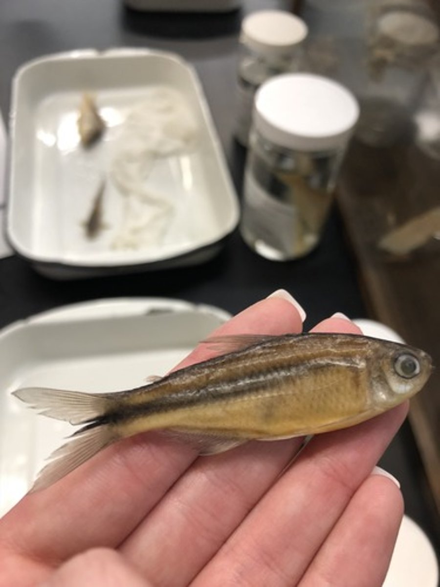 <p>characins</p>