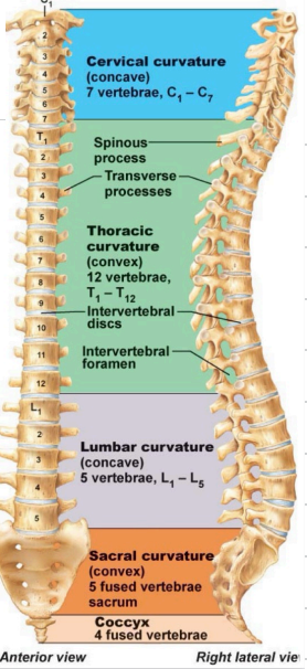 <p>Cervical, thoracic, lumbar, sacral and coccygeal.</p><p>7 cervical, 12 thoracic, 5 lumbar, 5 sacral, 3-4 coccygeal.</p>