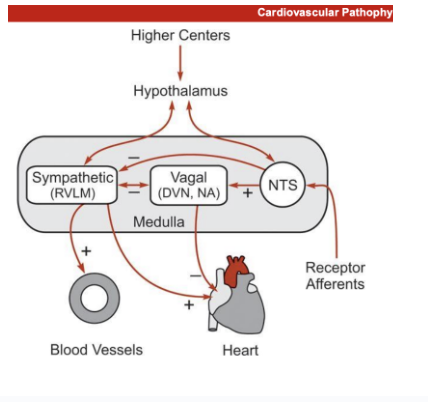 <ol><li><p>only one parasympathetic or sympathetic cna be turned on</p></li></ol><p>Sumpathetic activity controled by the hypothalamus</p><ol><li><p>increases vasoconstriciton of the blood vessles</p></li><li><p>increase contractility of the heart</p></li><li><p>reduces activity of vagal nerves</p></li></ol><p>vagal nerves</p><ol><li><p>reduces the activity of sympathetic structures</p></li><li><p>controlled&nbsp;bby NTS from receptor afferents</p></li><li><p>reduces contraciitlity of the heart</p></li></ol><p>nts</p><ul><li><p>impacted by the hyothalamus and receptor afferents</p></li><li><p>increases vagal activity</p></li></ul><p></p>