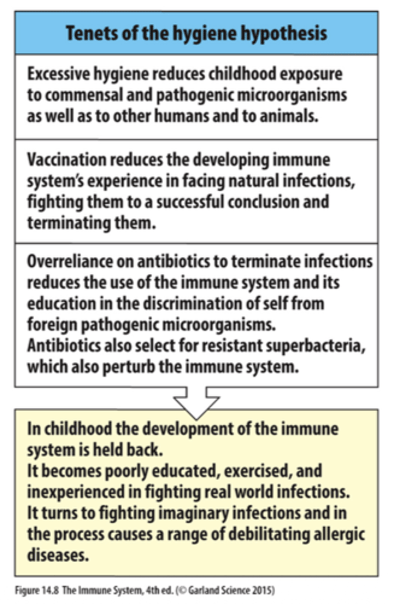 <p>A: The idea that overly clean environments and reduced exposure to microbes during childhood impair immune system training, increasing allergy risk.</p><p>note that in the past 30 years allergies have more than doubled, and now 10-40% of the developed world suffer from allergies</p>