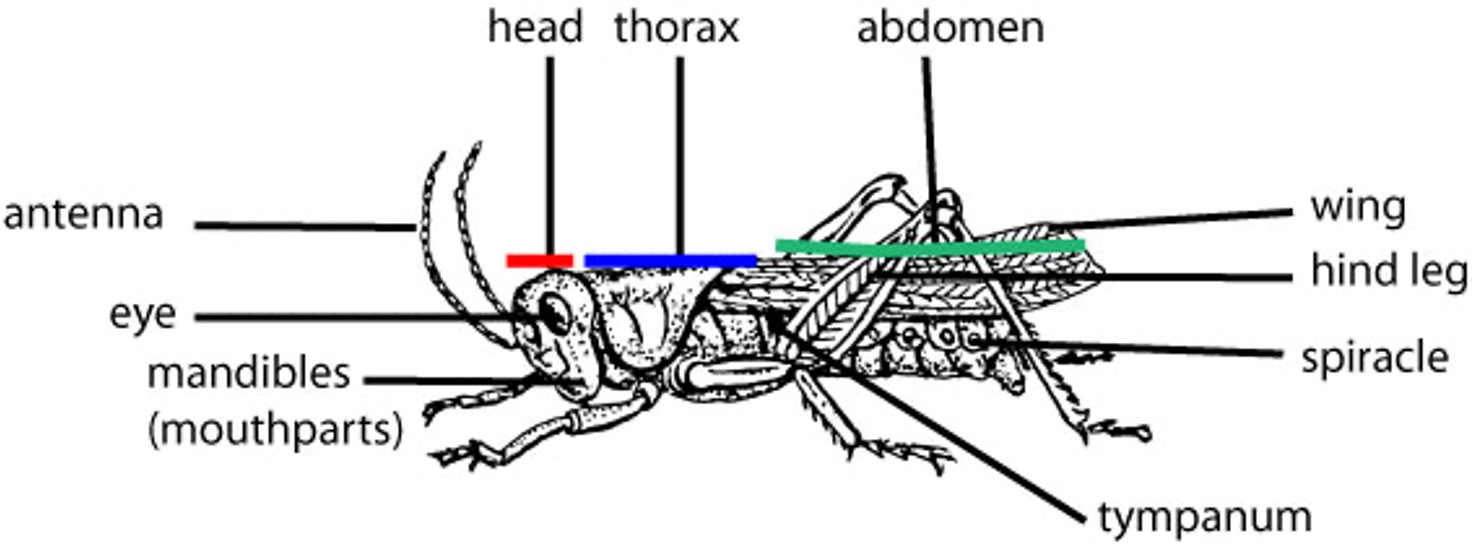 <p>•Insects &amp; related taxa</p><p>•3 pairs of walking legs</p><p>•Wings (on most)</p><p>•Also have special feeding appendages and sensory organs that vary greatly among species</p><p>•Breathe using well-developed spiracles and tracheae</p><p>(Grasshoppers)</p>
