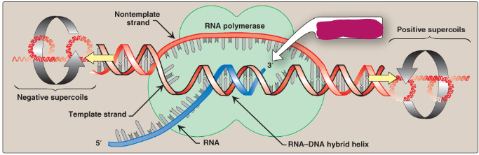 <p>Label this section of the transcription bubble.</p>