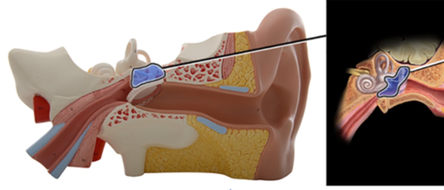 <p>a. Auricle</p><p>b. Inner ear</p><p>c. Cochlear</p><p>d. Middle ear</p><p>e. External ear</p>