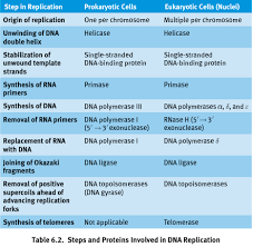 <p>1. lay down <u>RNA primer</u><br>2. <u>primase</u> synthesizes short primer in 5’ to 3’ direction to start replication on each strand<br>3. <u>leading strand</u> with one (or more) primer &amp; <u>lagging strand</u> with multiple for each <u>okazaki fragment</u><br>4. <u>DNA polymerase III</u> (prokaryotes) or <u>DNA polymerase </u><em><u>a, d, e</u></em> (eukaryotes) synthesize <u>daughter strands</u> of DNA in 5’ to 3’ direction<br>5. incoming <u>nucleotides</u>: 5’ deoxyribonucleotide triphosphates: dATP, dCTP, dGTP, dTTP<br>6. new <u>phosphodiester bond</u> made; free <u>pyrophosphate</u> (PP<sub>i</sub>) released<br>7. <u>DNA polymerase I</u> (prokaryotes) or <u>RNase H</u> (eukaryotes) removes RNA to maintain integrity of genome<br>8. <u>DNA polymerase I</u> (prokaryotes) or <u>DNA polymerase d</u> (eukaryotes) adds DNA nucleotides where RNA primers were [fills in gaps]<br>9. <u>DNA ligase</u> seals end of DNA molecules together = 1 continuous strand of DNA</p>