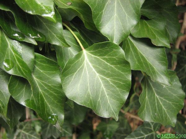 <p><span><em>Hedera helix</em></span></p>
