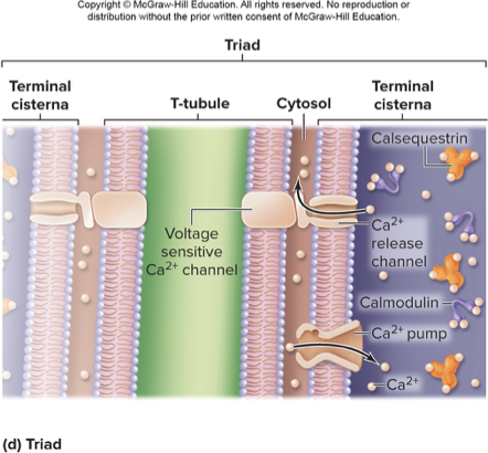 <p>sarcolemma/plasma membrane</p>