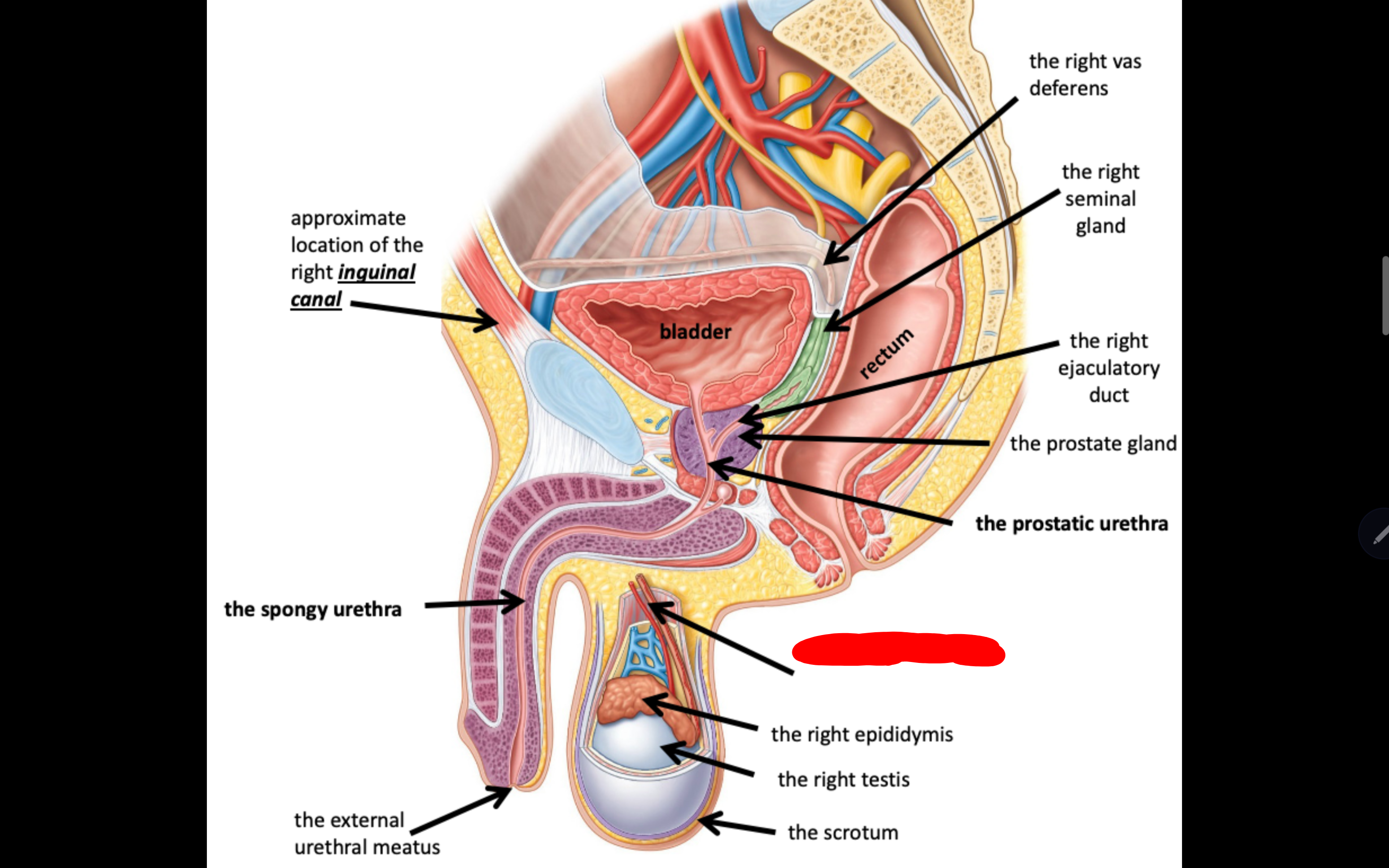 <p>Name the structure in red</p>
