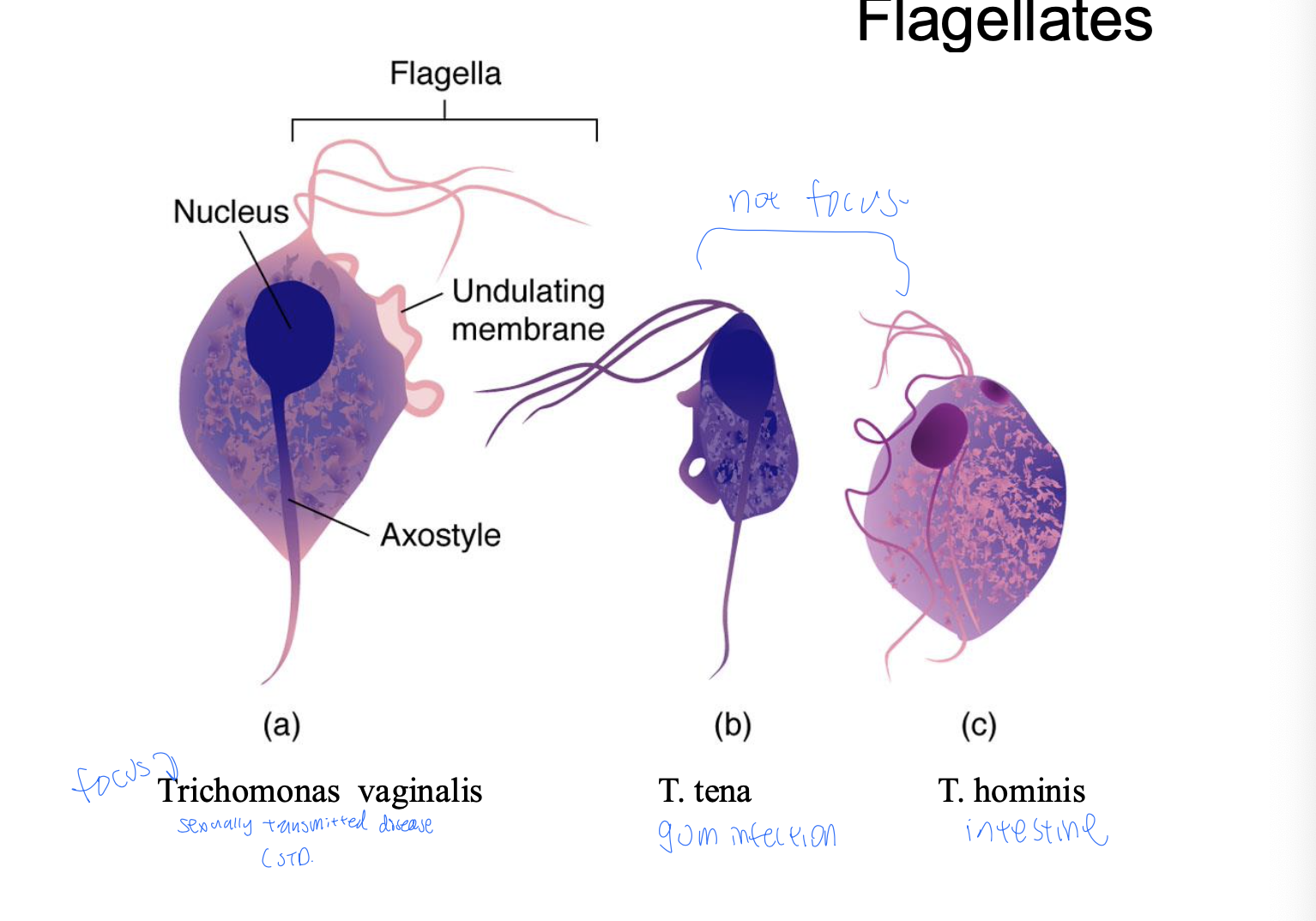 <ul><li><p>Undulating membrane = wavy fin-like structure for movement</p></li><li><p>Axostyle = internal supporting rod</p></li></ul><p></p>