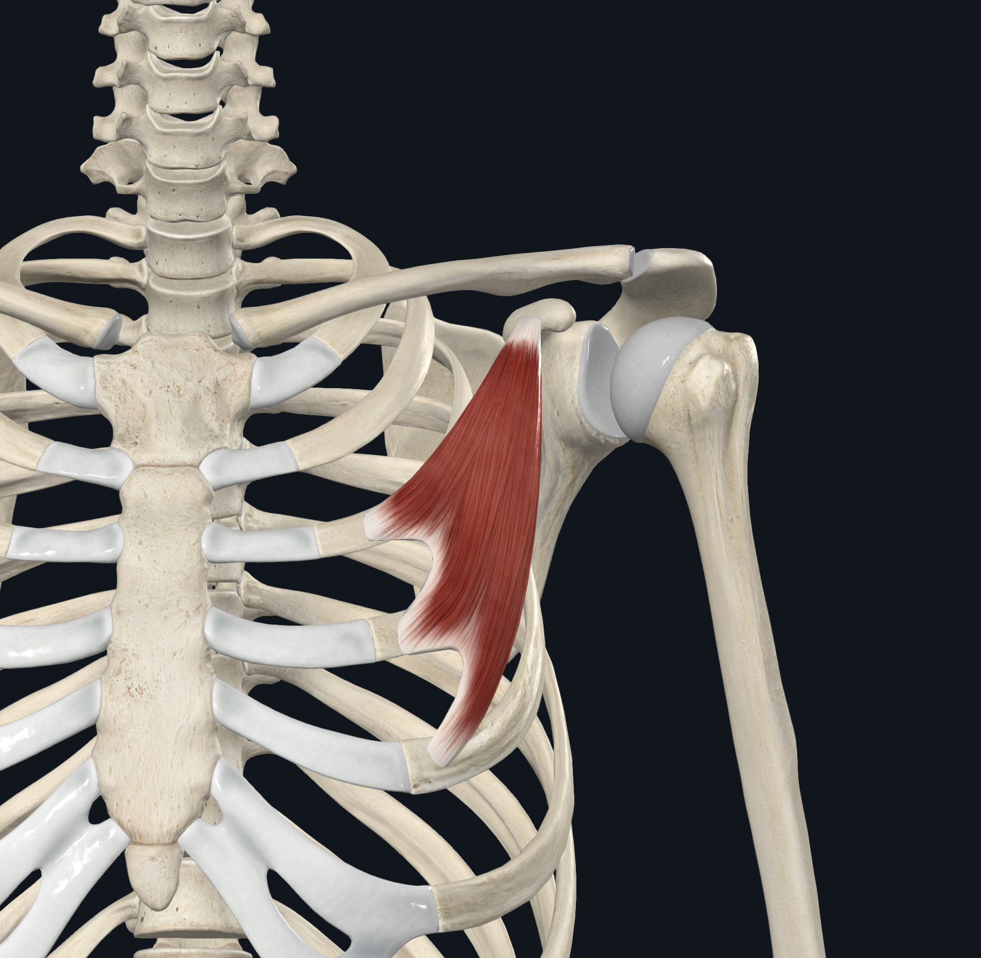 <p>the coracoid process of the scapula</p>