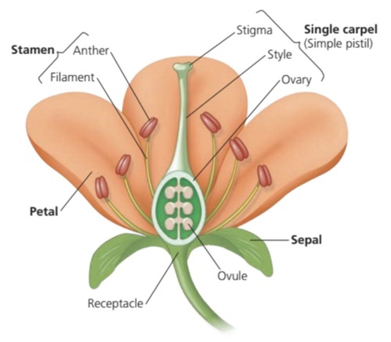 <p>Petals, sepals, carpels, and stamens.</p>