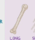 <p><span style="background-color: transparent; font-family: &quot;Times New Roman&quot;, serif;"><strong><span>Ex: Femur, Humorous, Radius, Ulna, Tibia, Fibula, Phalanges</span></strong></span></p><p></p>