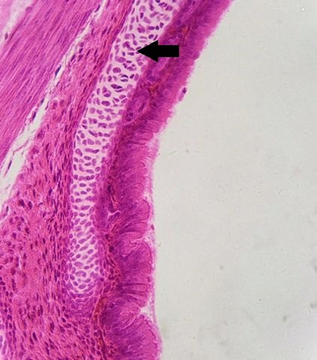 <p>Identify the tissue.</p>