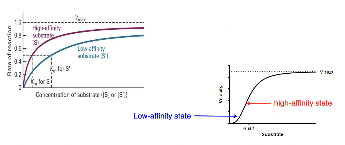* changes the value of Km
* limits the rate of reaction
* occurs in all the subunits
* the rate greatly increases