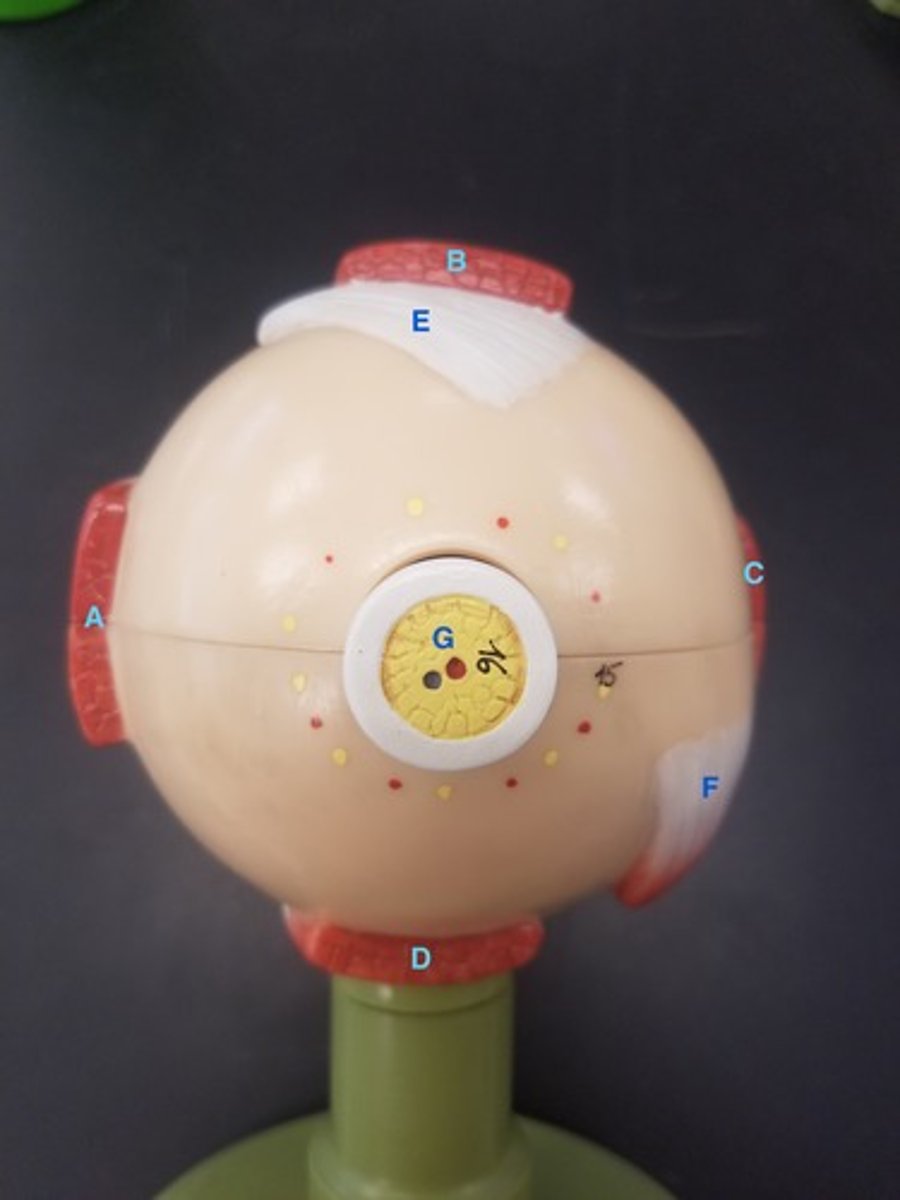 <p>Identify Structure E</p>