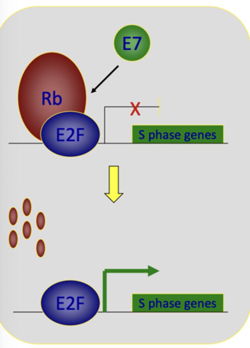 <p>inactivates a cellular tumor suppressor protein called Rb</p><p>- Causes release of transcription factor E2F to stimulate DNA synthesis genes</p><p>- High risk HPV types are better at doing this than low risk types</p>