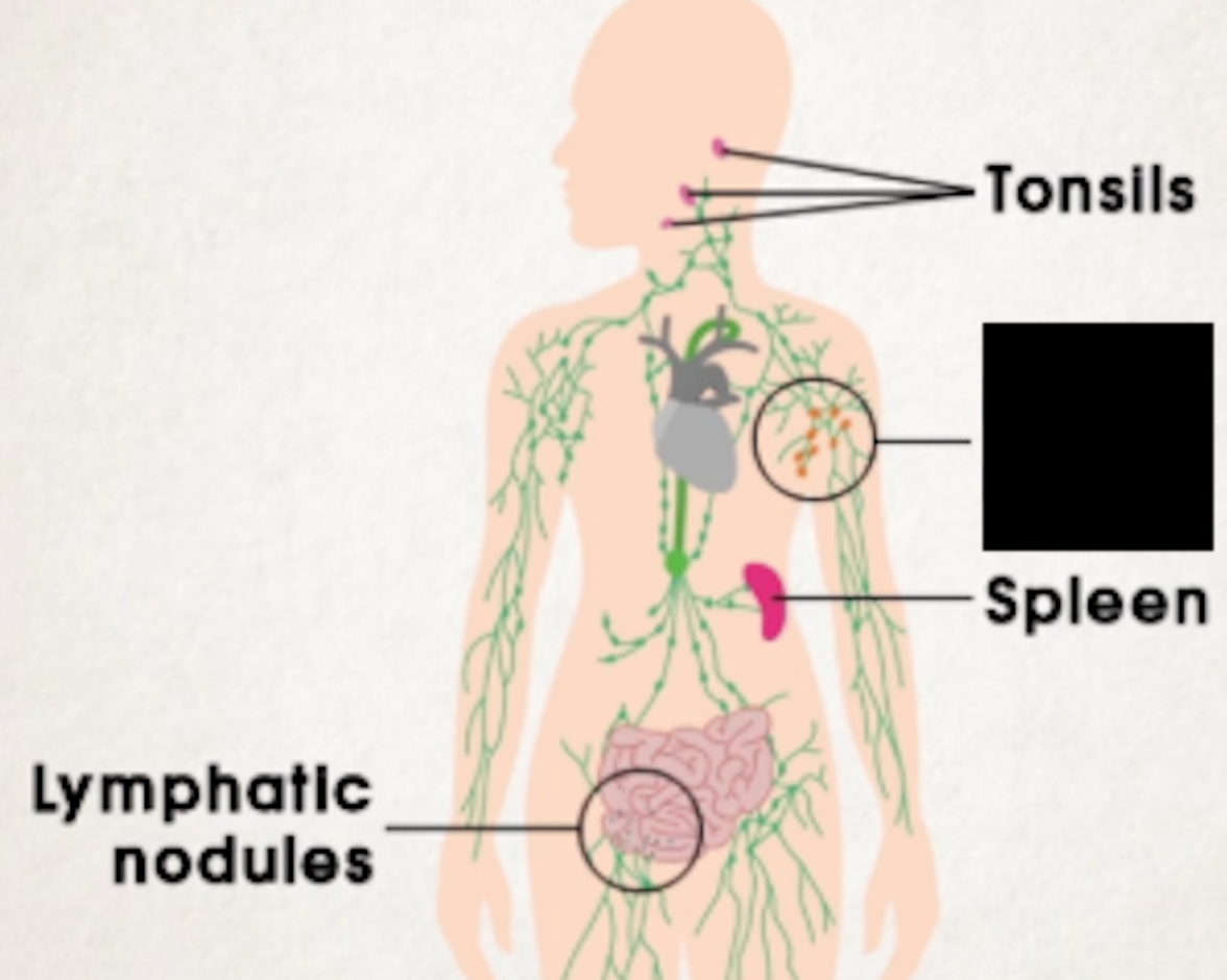 <ul><li><p><span>Widely distributed in the body in clusters and groups</span></p></li><li><p><span>There are superficial and deep lymph nodes</span></p></li><li><p><span>Small and encapsulated bean-shaped organs about 1mm-2cm in length</span></p></li><li><p><span>Along lymphatic vessels, help filter out foreign substances and killing bacteria</span></p></li><li><p><span>Lymph enters via afferent lymphatic vessels and exit through 1-2 efferent lymphatic vessels at the hilum</span></p></li></ul><p></p>