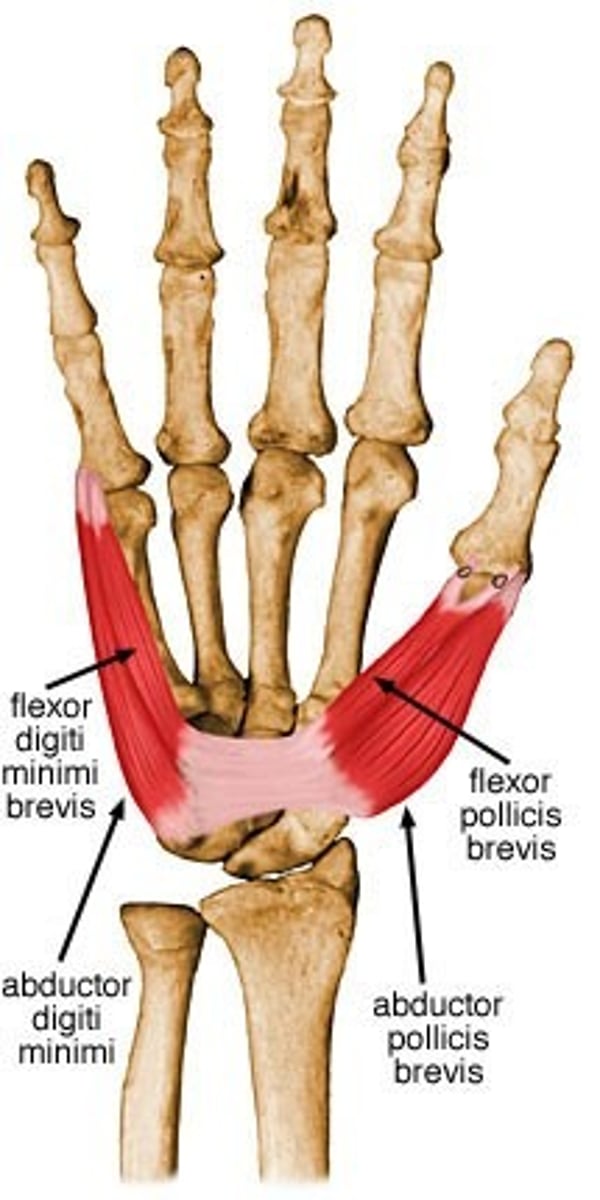 <p>Origin Transverse carpal ligament, the scaphoid and trapezium</p><p>Insertion Radial base of proximal phalanx of thumb and the thumb extensors</p><p>Nerve Recurrent branch of the median nerve</p><p>Actions</p><p>=Abduction of the thumb by acting across the carpometacarpal joint and the metacarpophalangeal joint.</p><p>=It also assists in opposition and extension of the thumb.</p><p>Antagonist Adductor pollicis muscle</p>