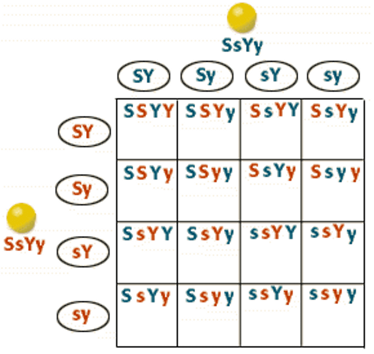 <p>crossing two traits in a punnett square</p>